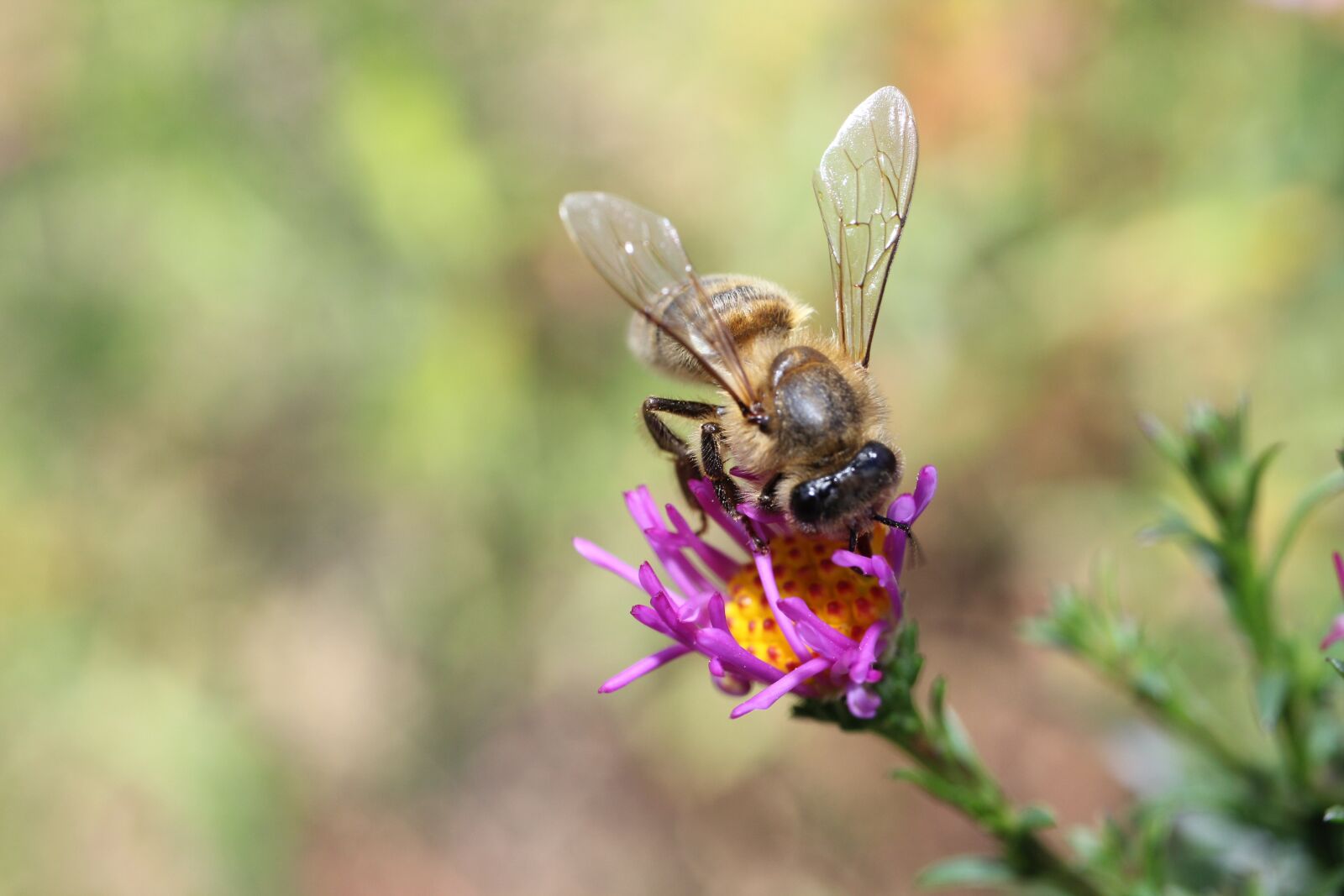 Canon EOS 550D (EOS Rebel T2i / EOS Kiss X4) sample photo. Bee, pollen, pollinate photography