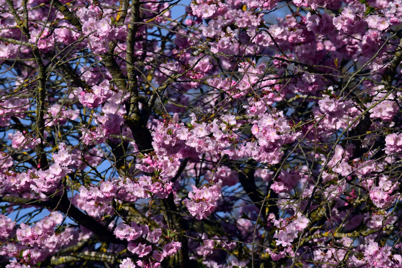 Nikon D3300 sample photo. Cherry blossoms, ornamental cherry photography
