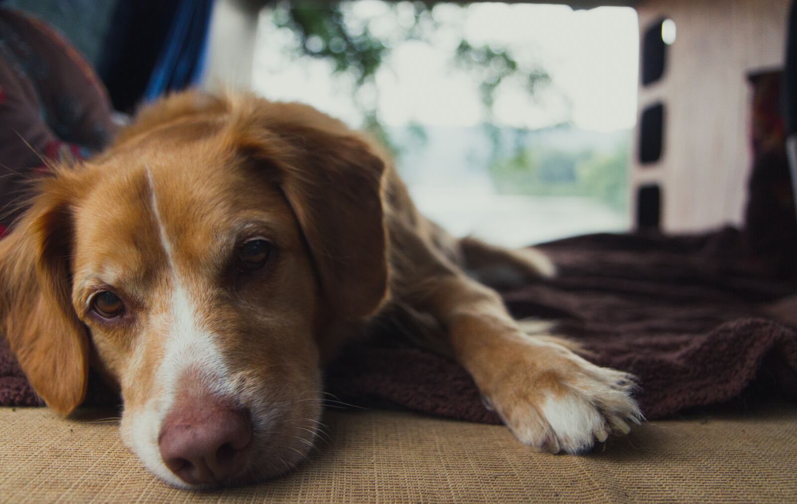 Canon EOS 7D sample photo. Dog, face, retriever photography