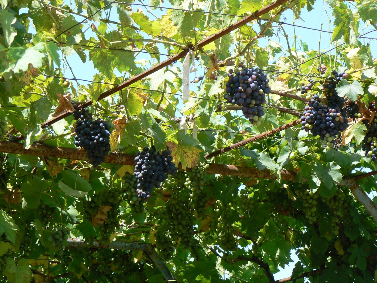 Panasonic DMC-FZ7 sample photo. Grapes, vineyard, fruit photography