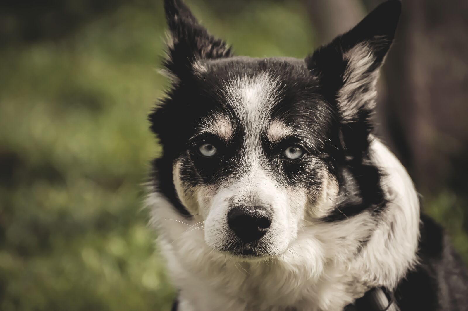 Nikon D3200 sample photo. Dog, pet, cute photography