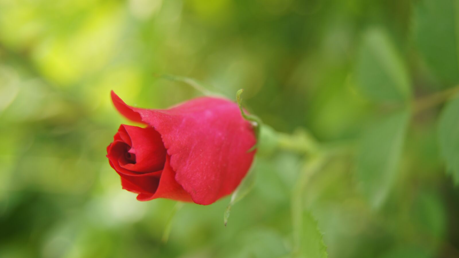 Sony SLT-A55 (SLT-A55V) + Sony DT 18-55mm F3.5-5.6 SAM sample photo. Rose, red rose, blossom photography