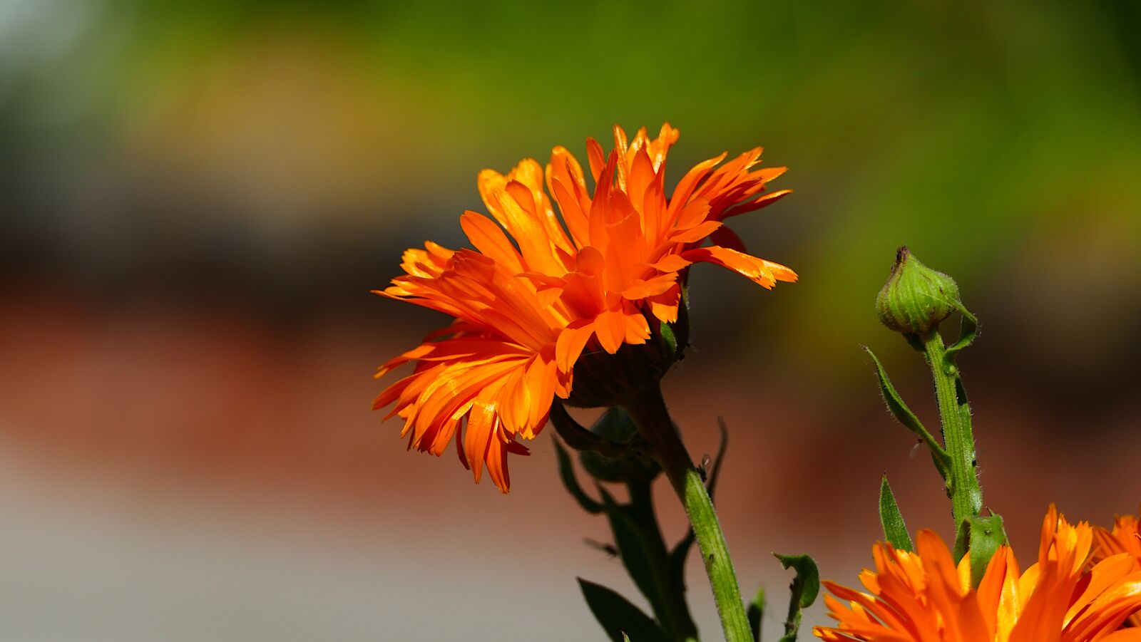 Panasonic Lumix DMC-FZ1000 sample photo. Flower, orange, garden photography