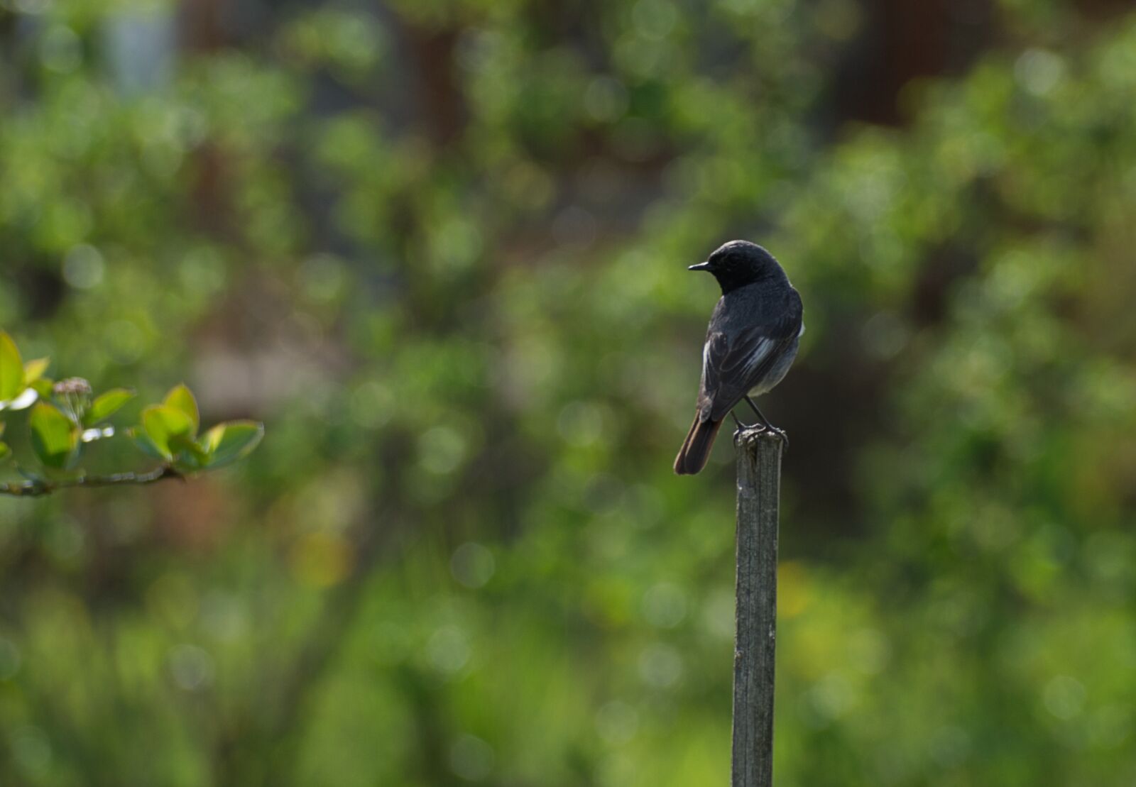 Nikon D5300 sample photo. The plot, bird, spring photography