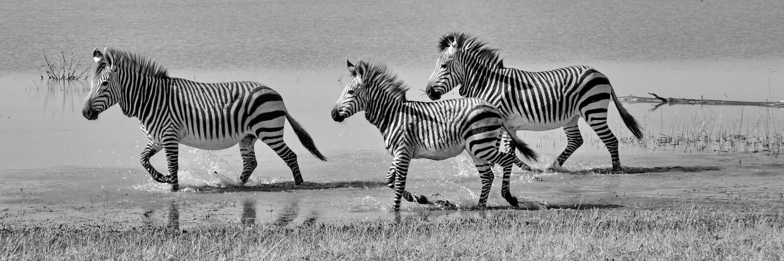Panasonic Lumix DMC-FZ35 (Lumix DMC-FZ38) sample photo. Hartmann's, zebras, mountain zebras photography