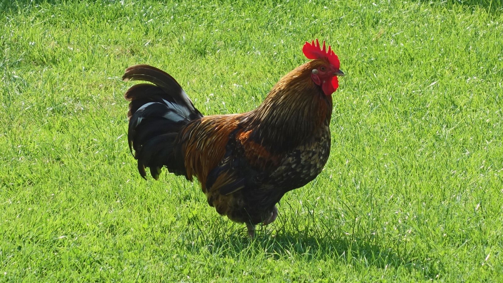 Sony Cyber-shot DSC-RX100 sample photo. Haan, bird, poultry photography