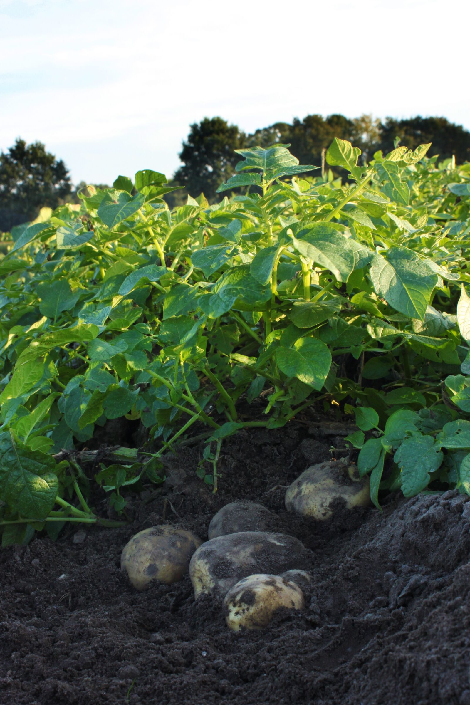 Canon EOS 500D (EOS Rebel T1i / EOS Kiss X3) sample photo. Potatoes, field, potato photography