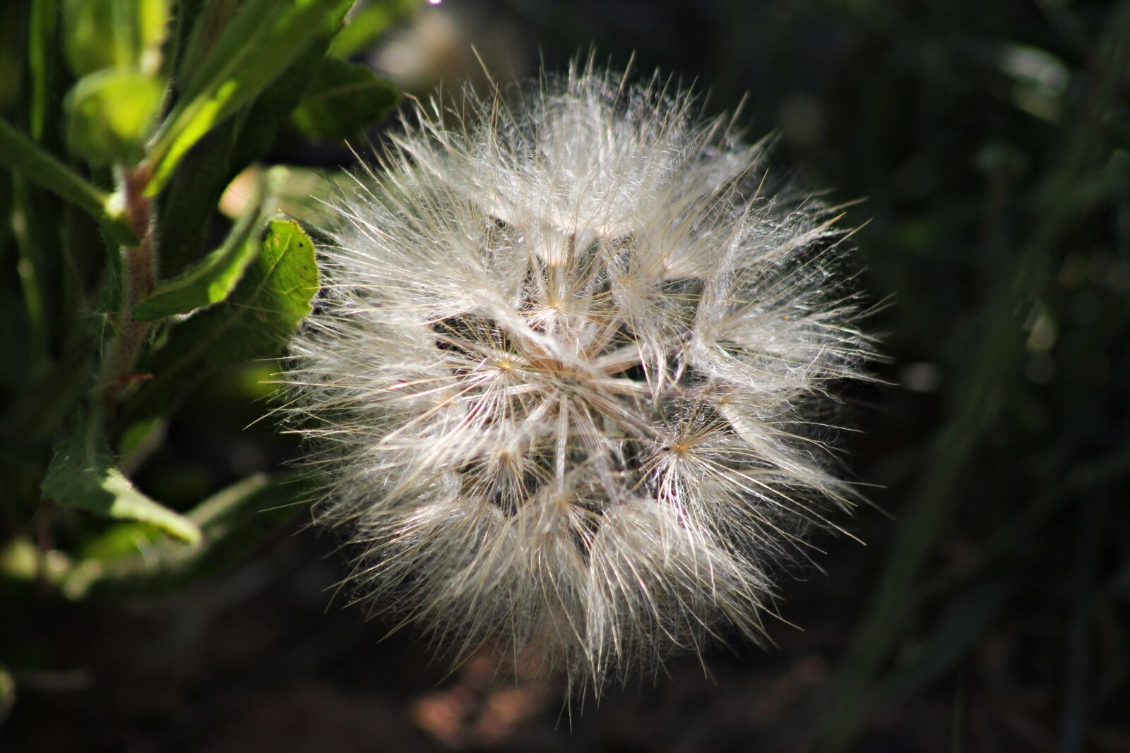Canon EOS 1100D (EOS Rebel T3 / EOS Kiss X50) sample photo. Dandelion, nature, plant photography