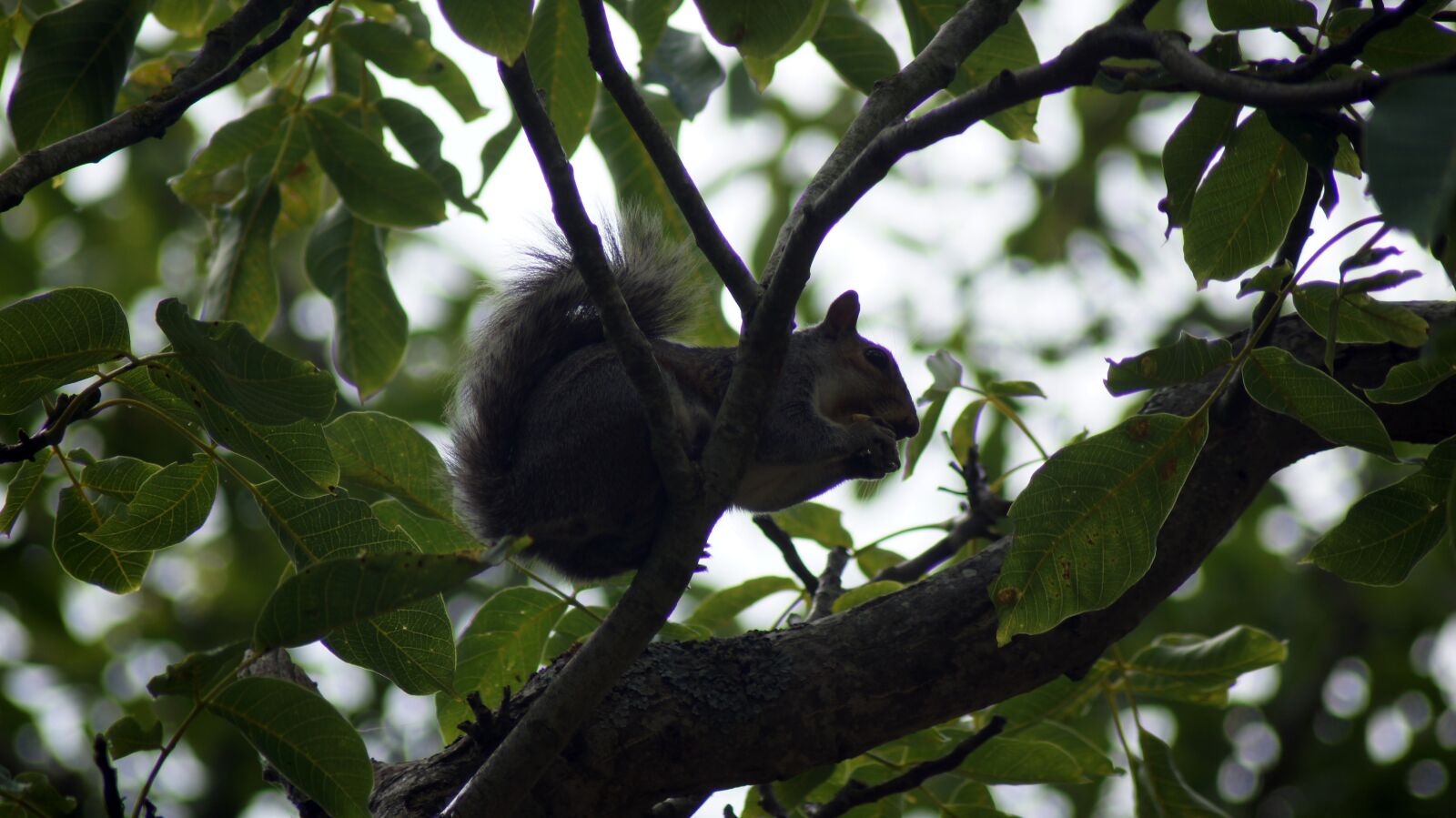 Sony SLT-A55 (SLT-A55V) sample photo. England, squirrel, tree photography