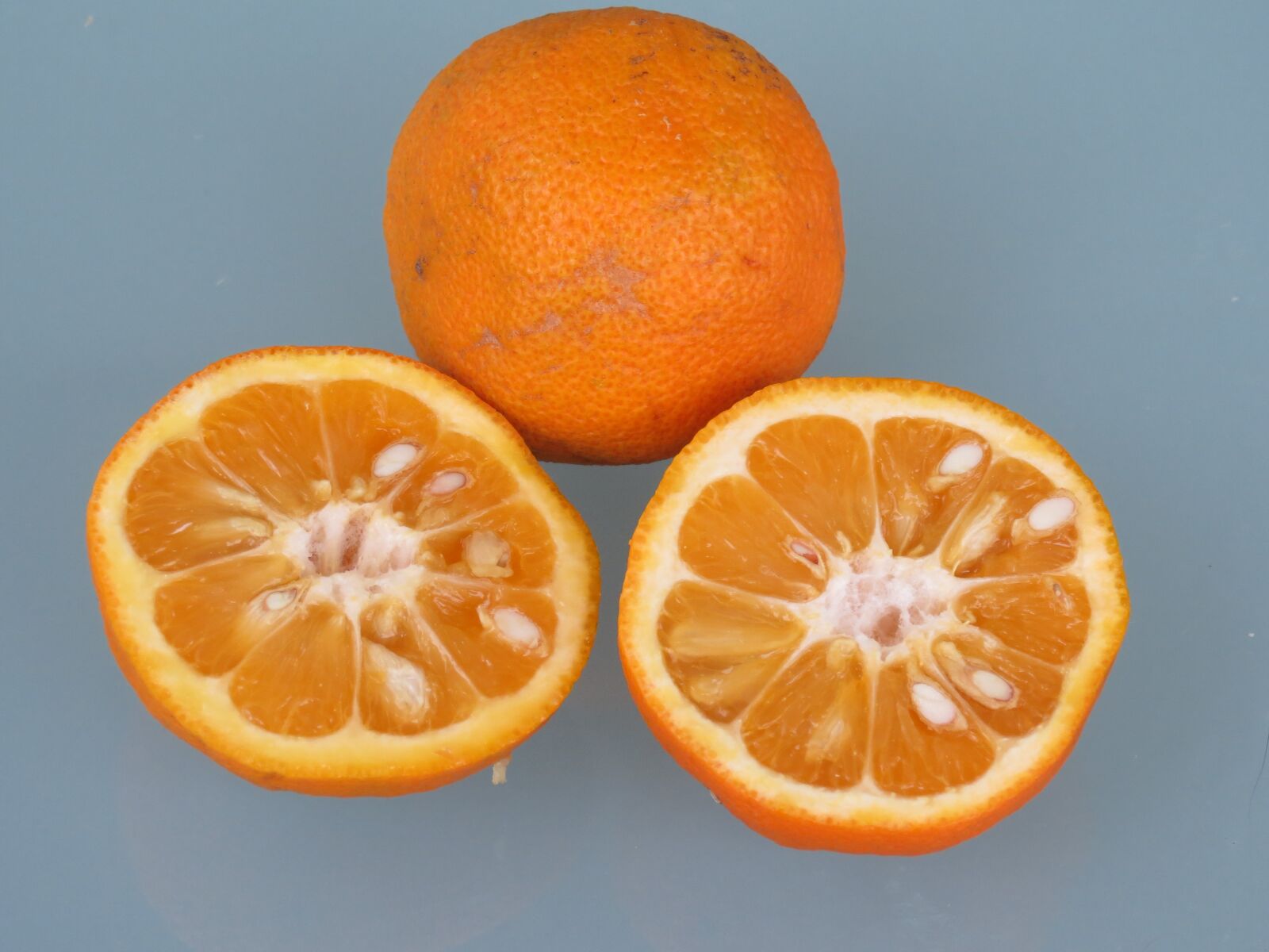 Апельсин в какое время есть. Померанец плод цитрусовых. Померанец гесперидий. Померанец апельсин. Цитрус апельсин грейпфрут.