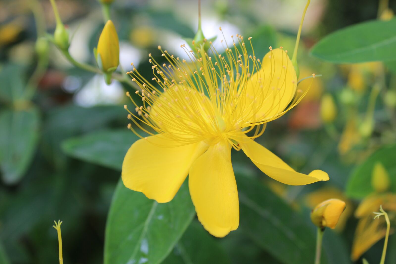 Canon EOS 600D (Rebel EOS T3i / EOS Kiss X5) sample photo. Flowers, yellow, pistil photography