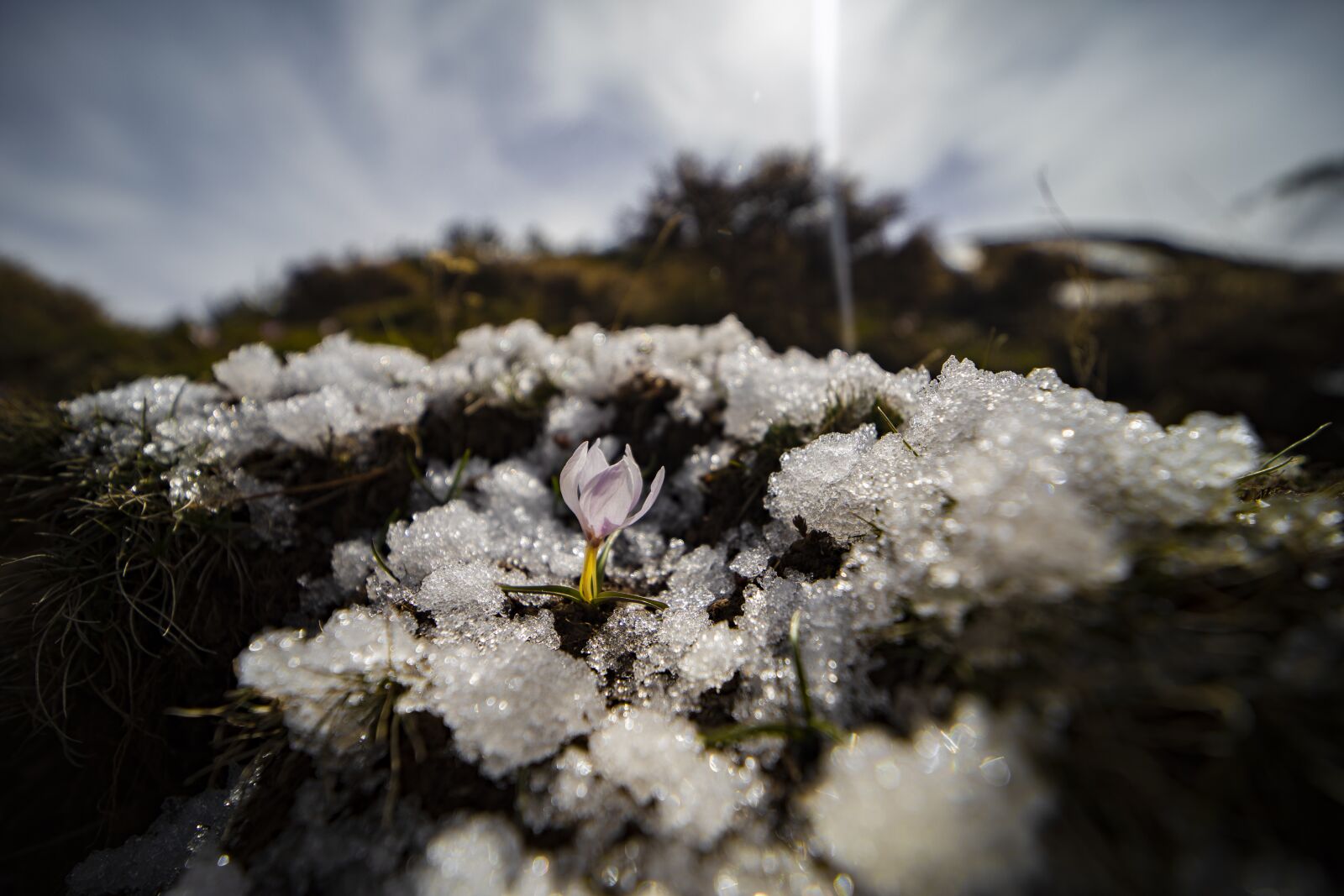 Canon EOS 5D Mark IV sample photo. Snowdrop, flower, spring photography