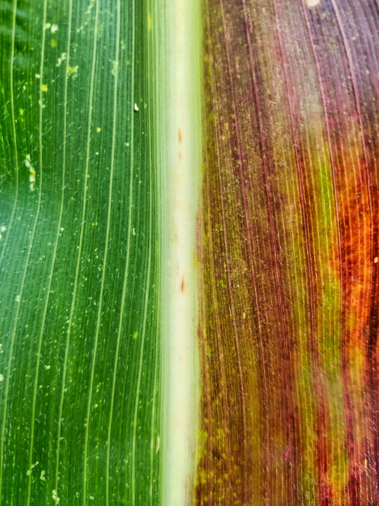Xiaomi MI 9 sample photo. Corn, corn leaf, green photography