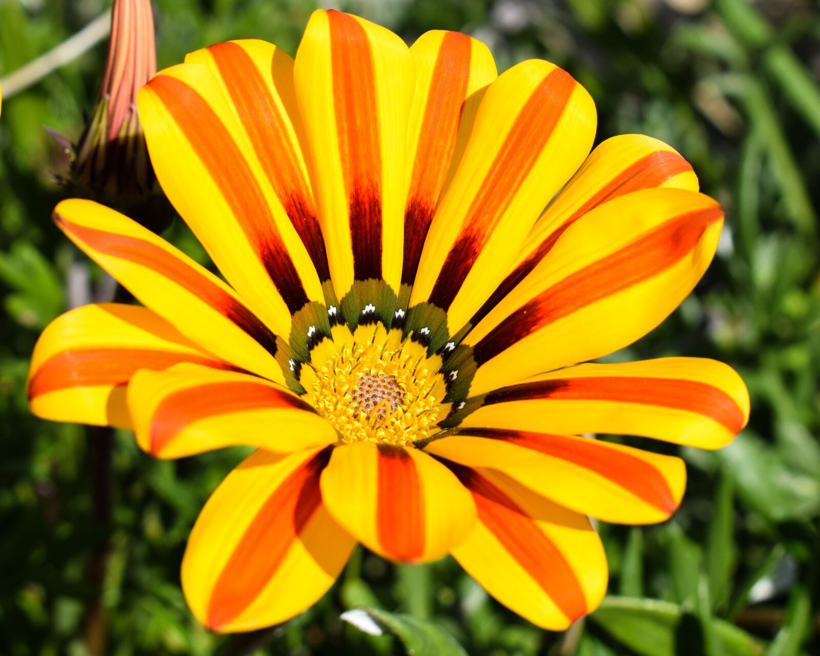 Nikon D3300 sample photo. Gazania, flower, colorful photography