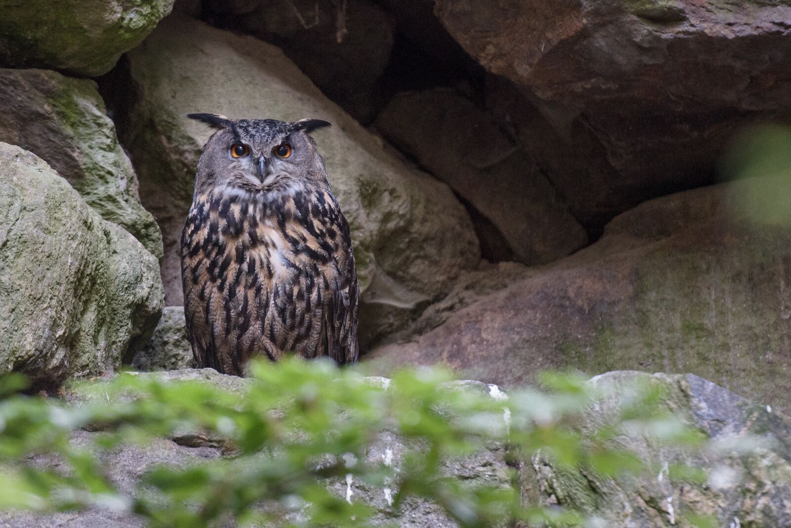 Nikon D750 sample photo. Owl, forest, animal photography