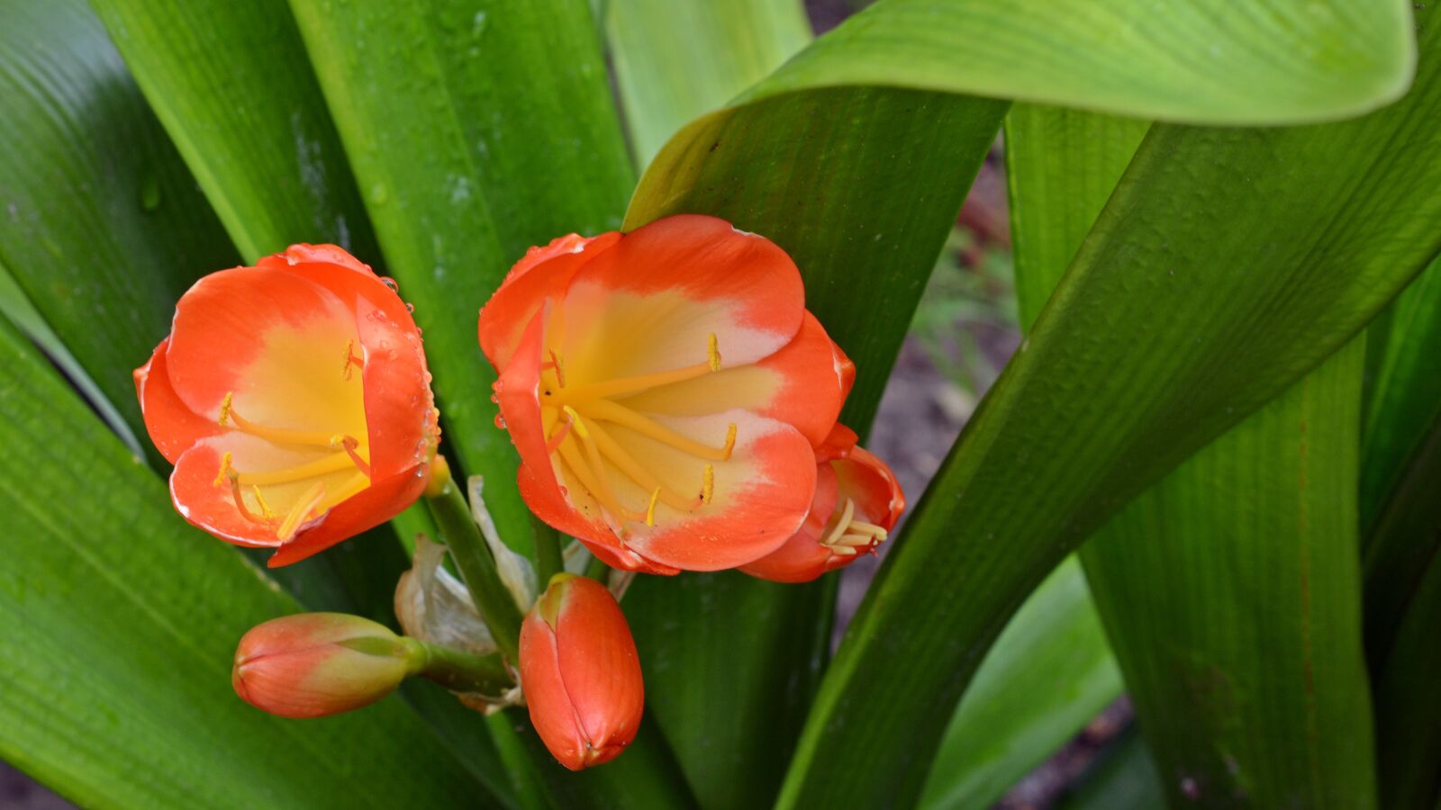 Nikon D5200 sample photo. Amarillidaceae, belt sheet, blossom photography
