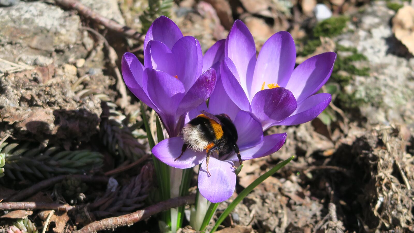 Canon PowerShot G5 X sample photo. Nature, spring, čmelak photography