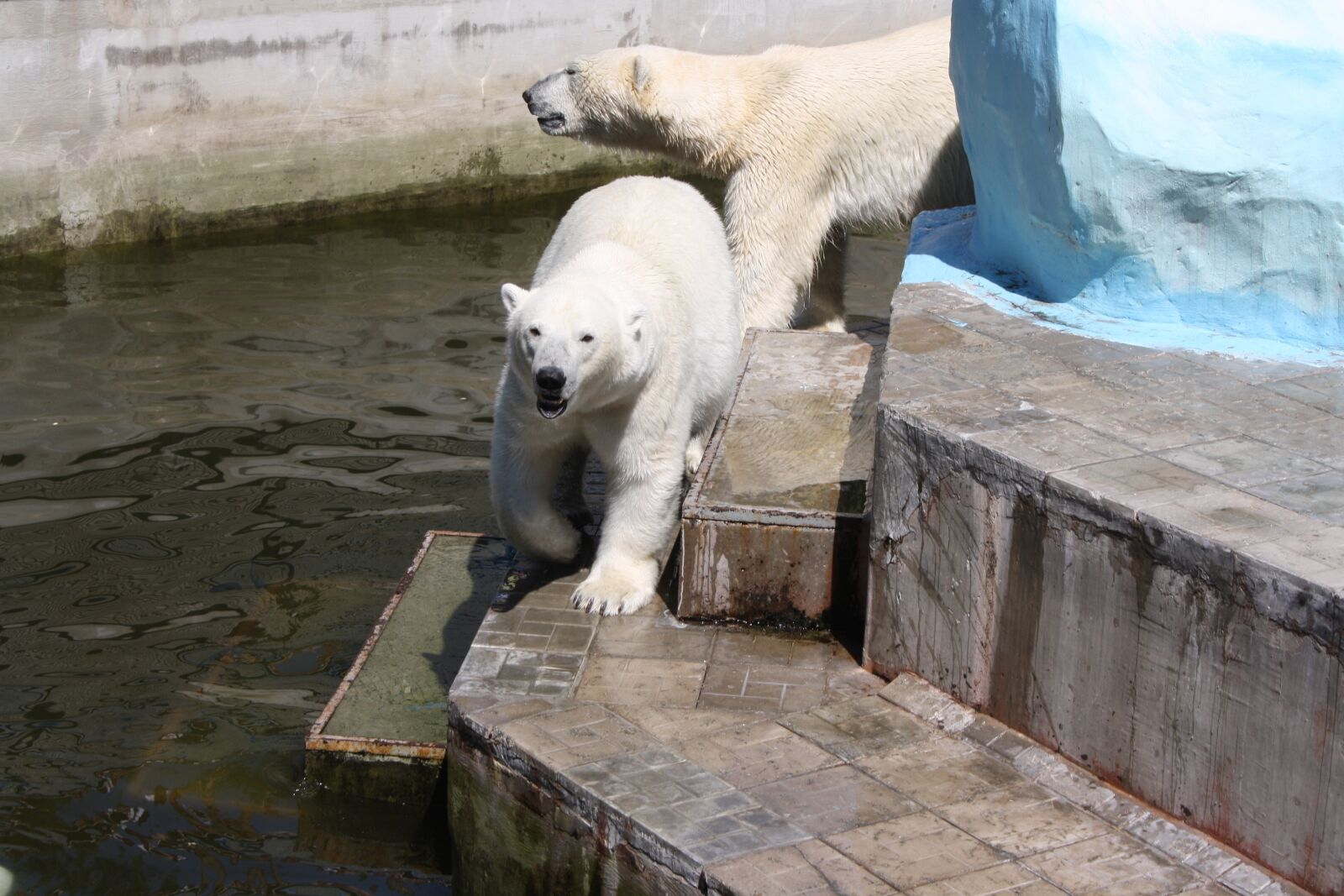 Canon EOS 1000D (EOS Digital Rebel XS / EOS Kiss F) sample photo. Bears, zoo, polar bears photography