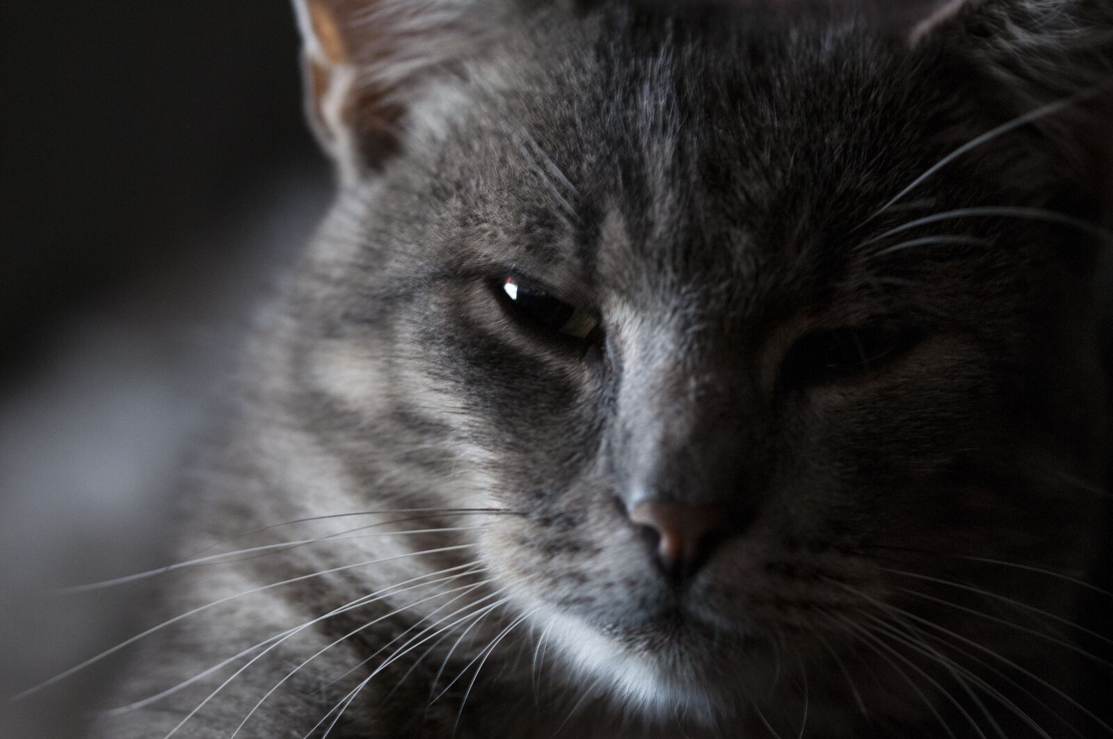 Nikon D300 sample photo. Cat, animal, pet photography