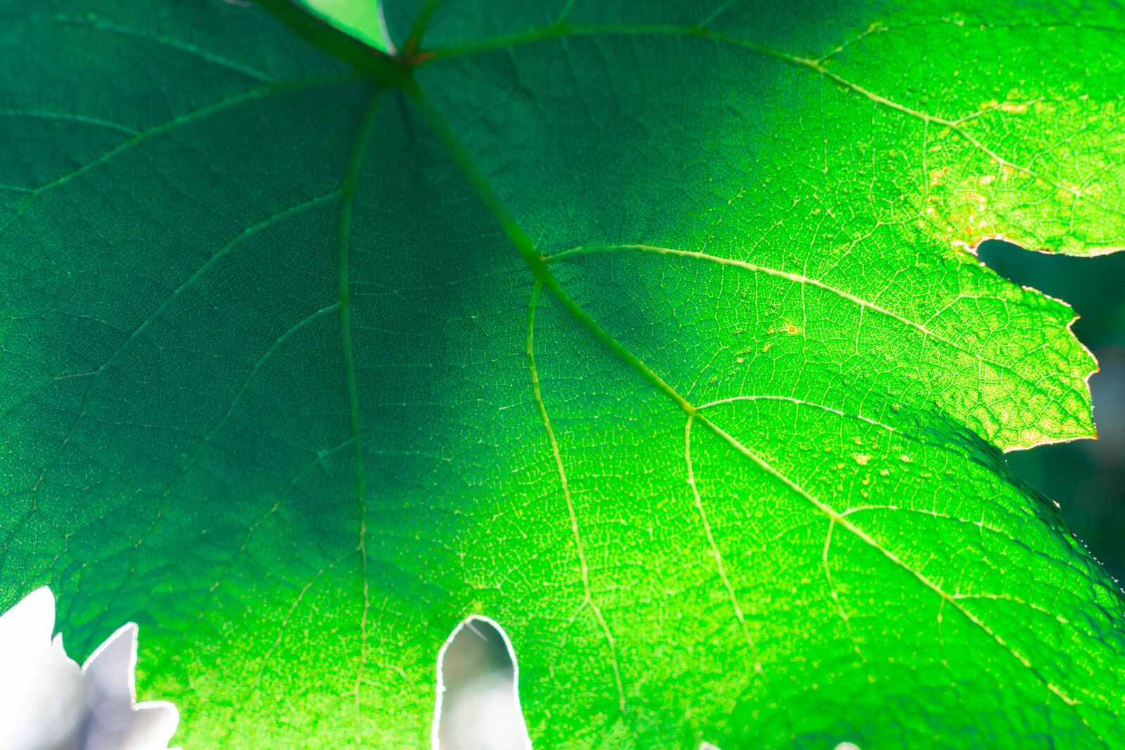 Nikon D7200 sample photo. Garden, botanic, botanical photography