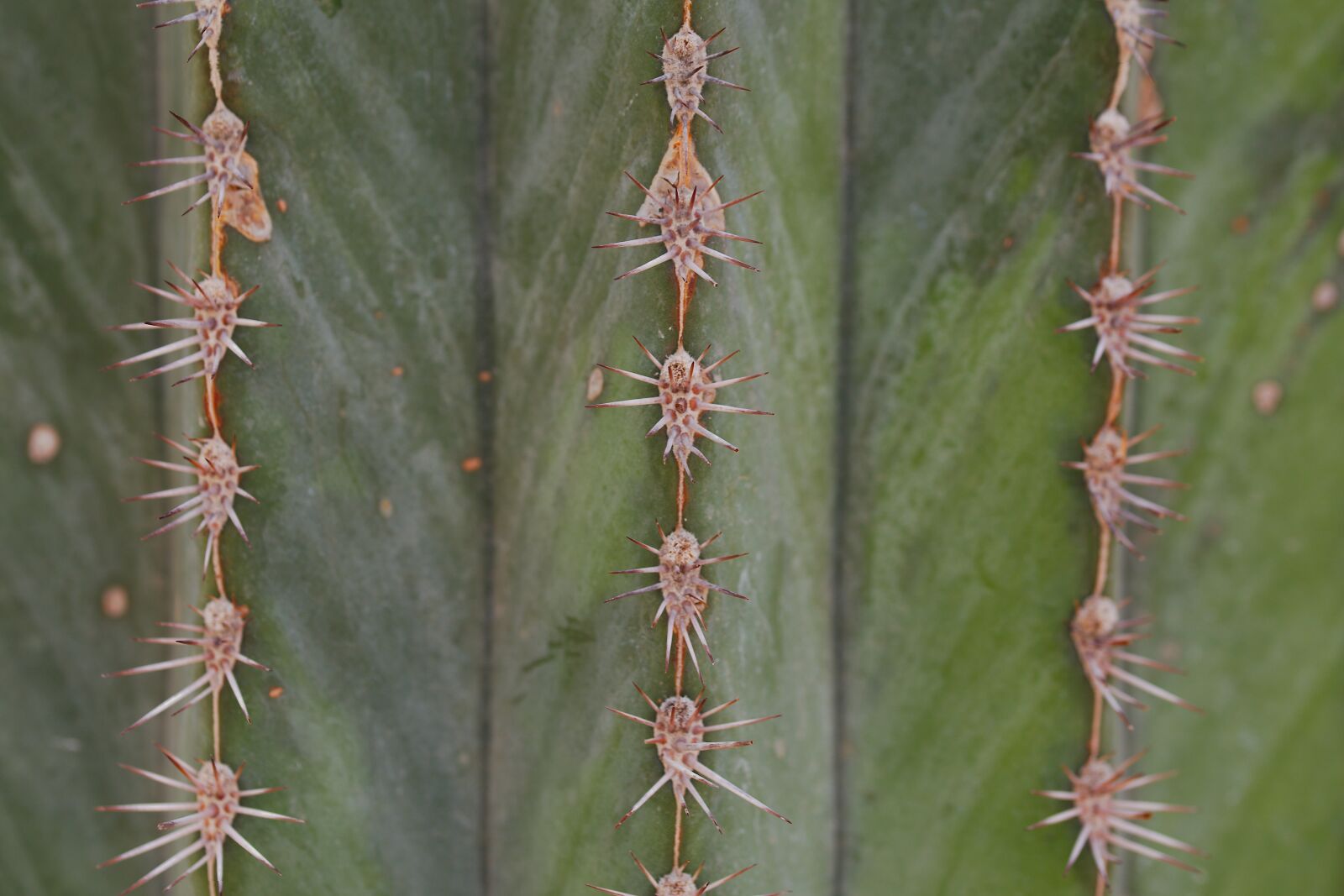 Canon EOS 6D sample photo. Cactus, thorn, spur photography
