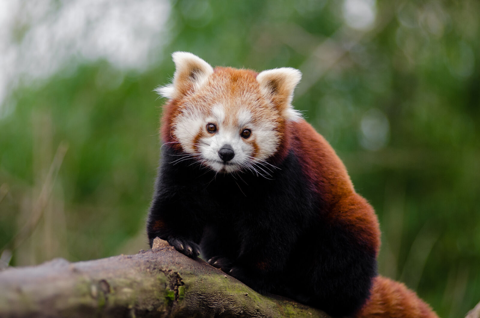 AF Zoom-Nikkor 80-200mm f/2.8 ED sample photo