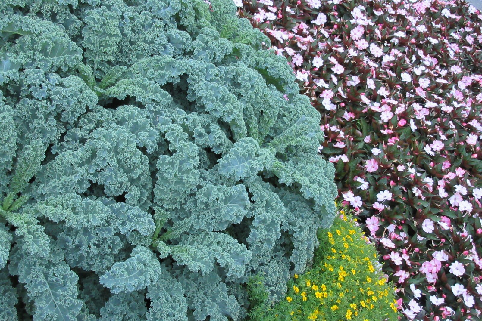 Canon PowerShot SX610 HS sample photo. Coral, flower, park photography