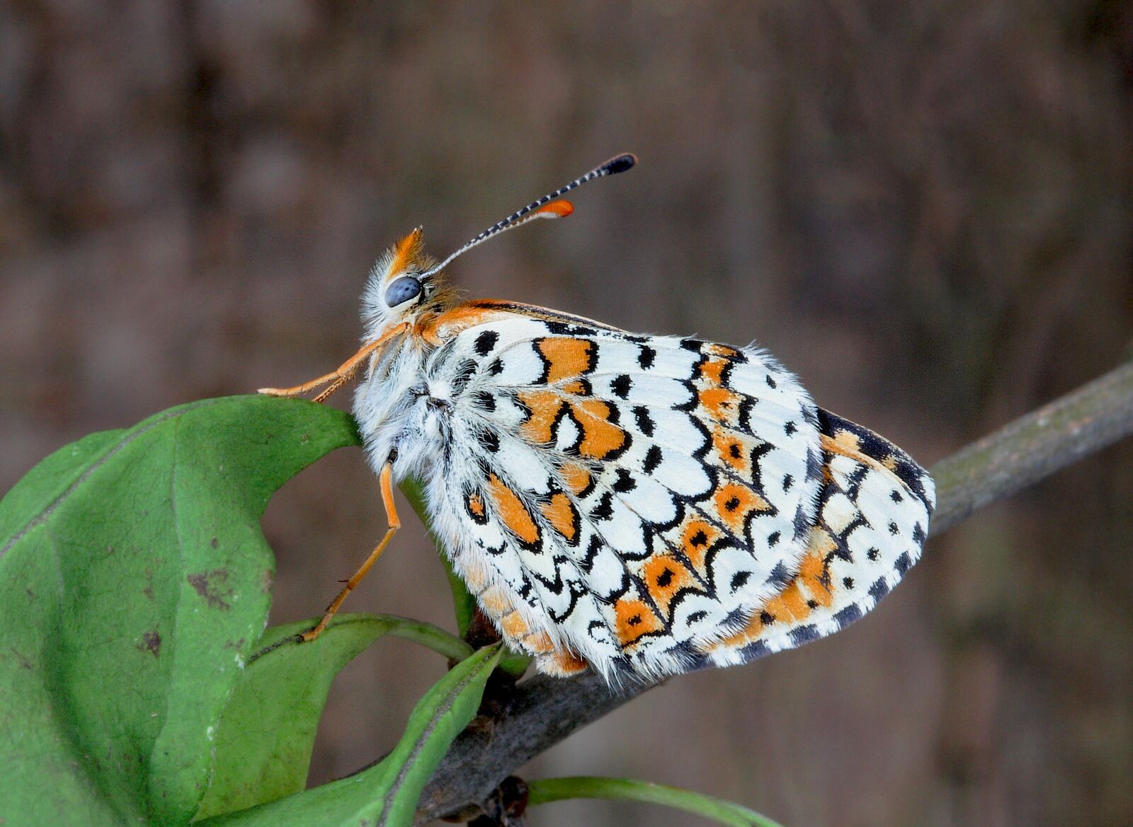 Canon EOS 400D (EOS Digital Rebel XTi / EOS Kiss Digital X) sample photo. Butterfly, macro, insect photography