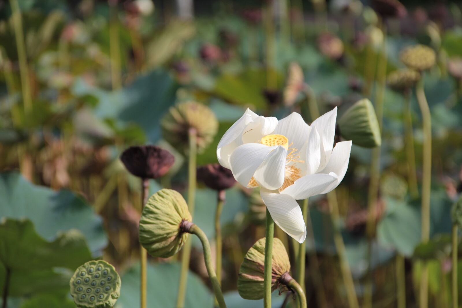 Canon EOS 60D sample photo. Lotus flower, lotus, flower photography
