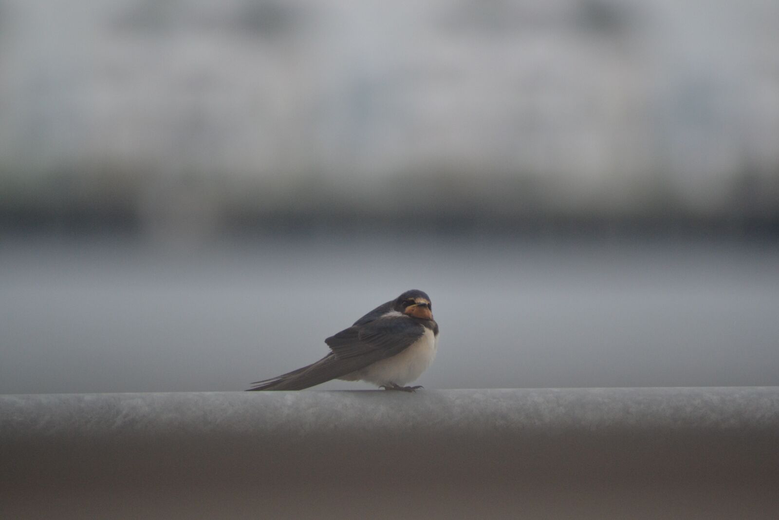 Nikon D3100 sample photo. Schwalbe, birds, nature photography