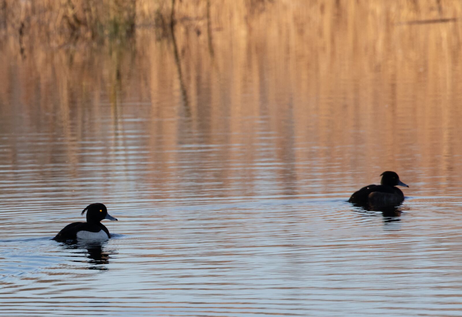 Canon EOS 7D Mark II sample photo. Tufted duck, golden eye photography