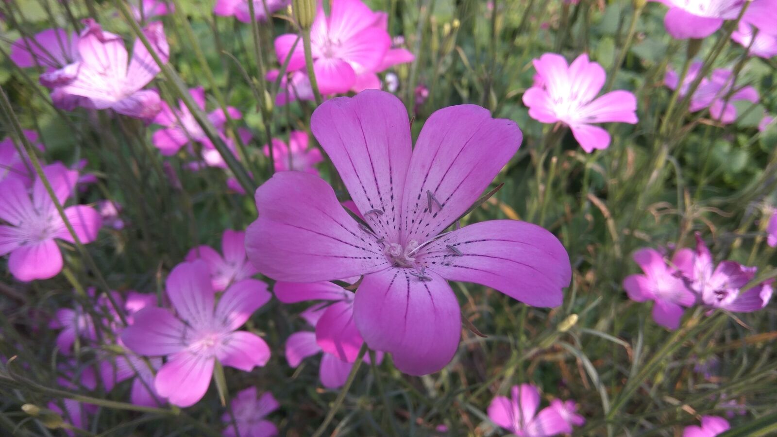 Xiaomi Redmi Note3 sample photo. Nature, flower, flora photography