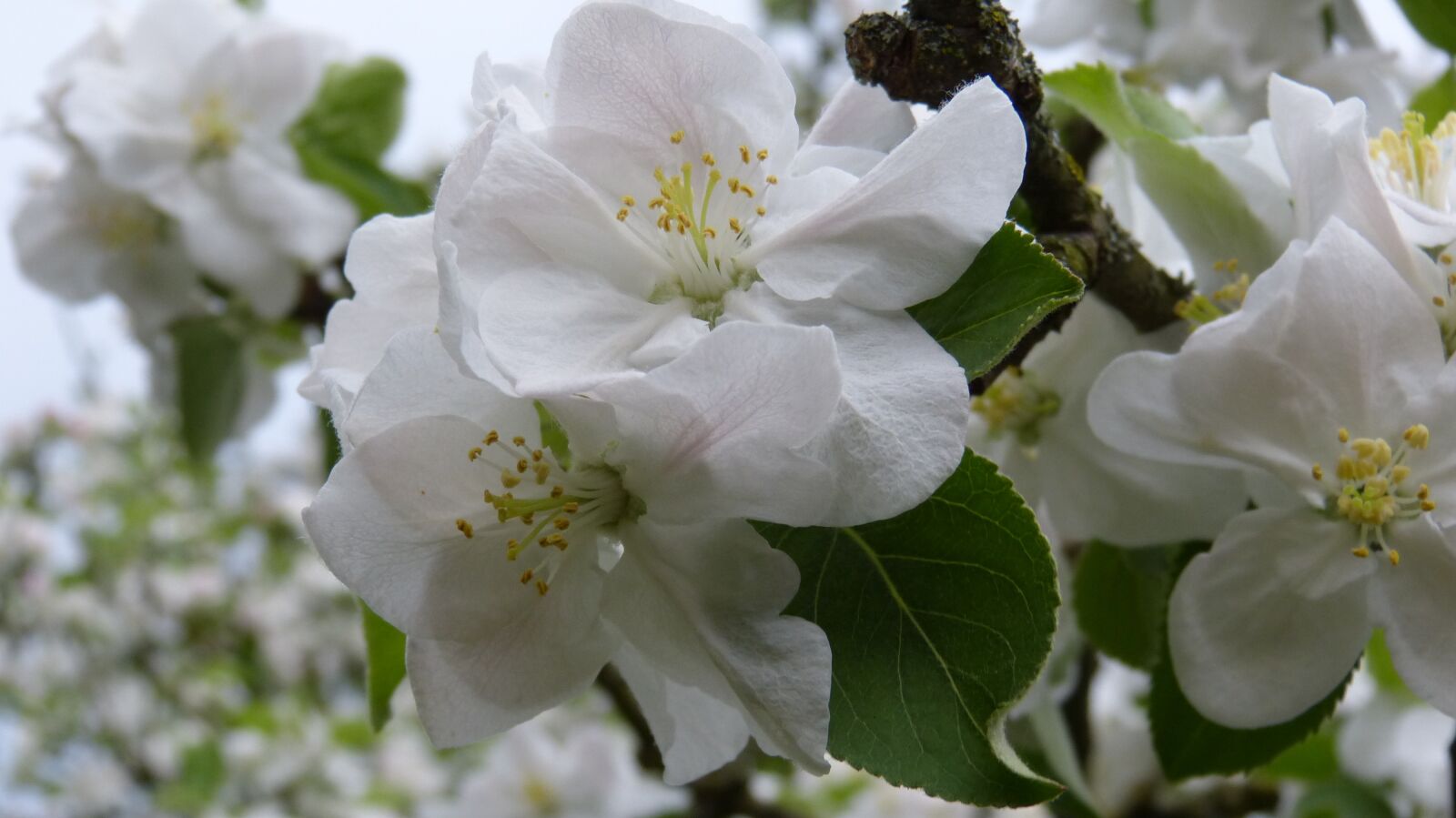 Panasonic Lumix DMC-FZ150 sample photo. Apple blossom, apple tree photography
