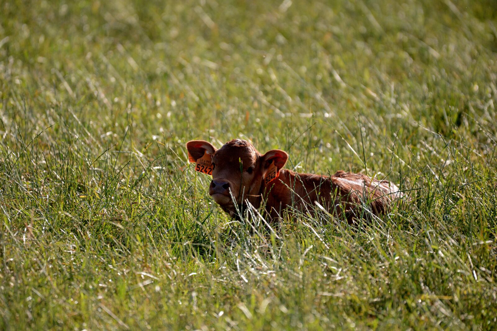 Nikon D600 sample photo. Little calf, cow, mammal photography