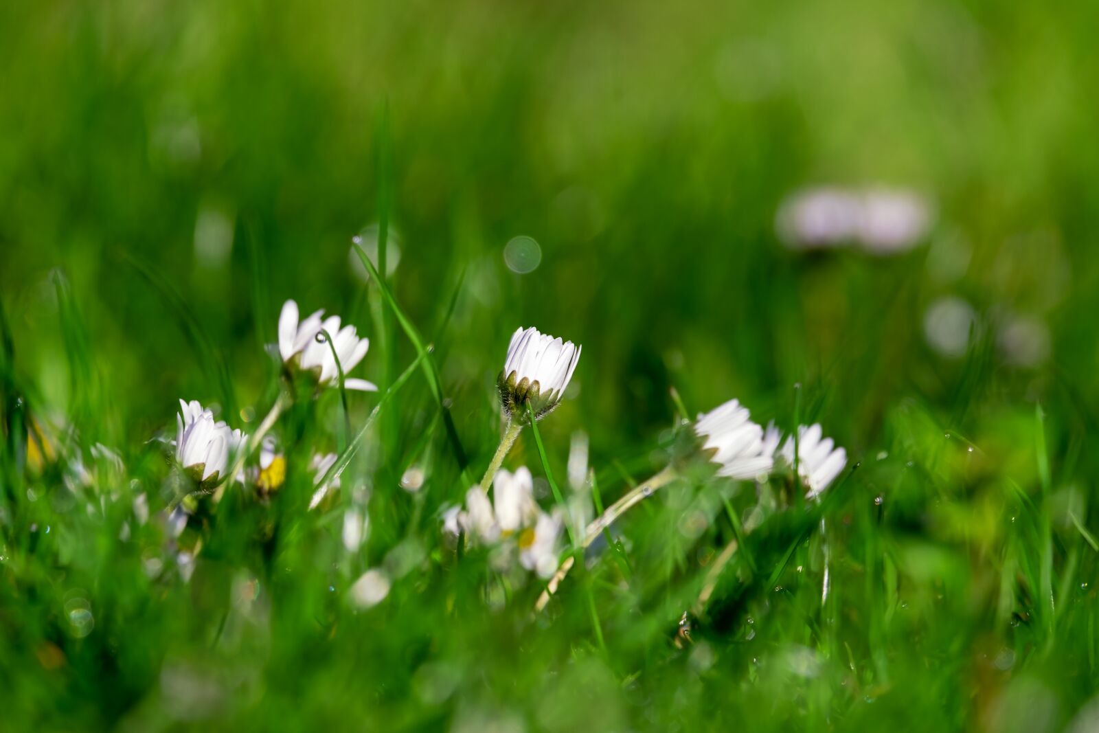Fujifilm XF 55-200mm F3.5-4.8 R LM OIS sample photo. Daisy, bellis, multiannual daisy photography