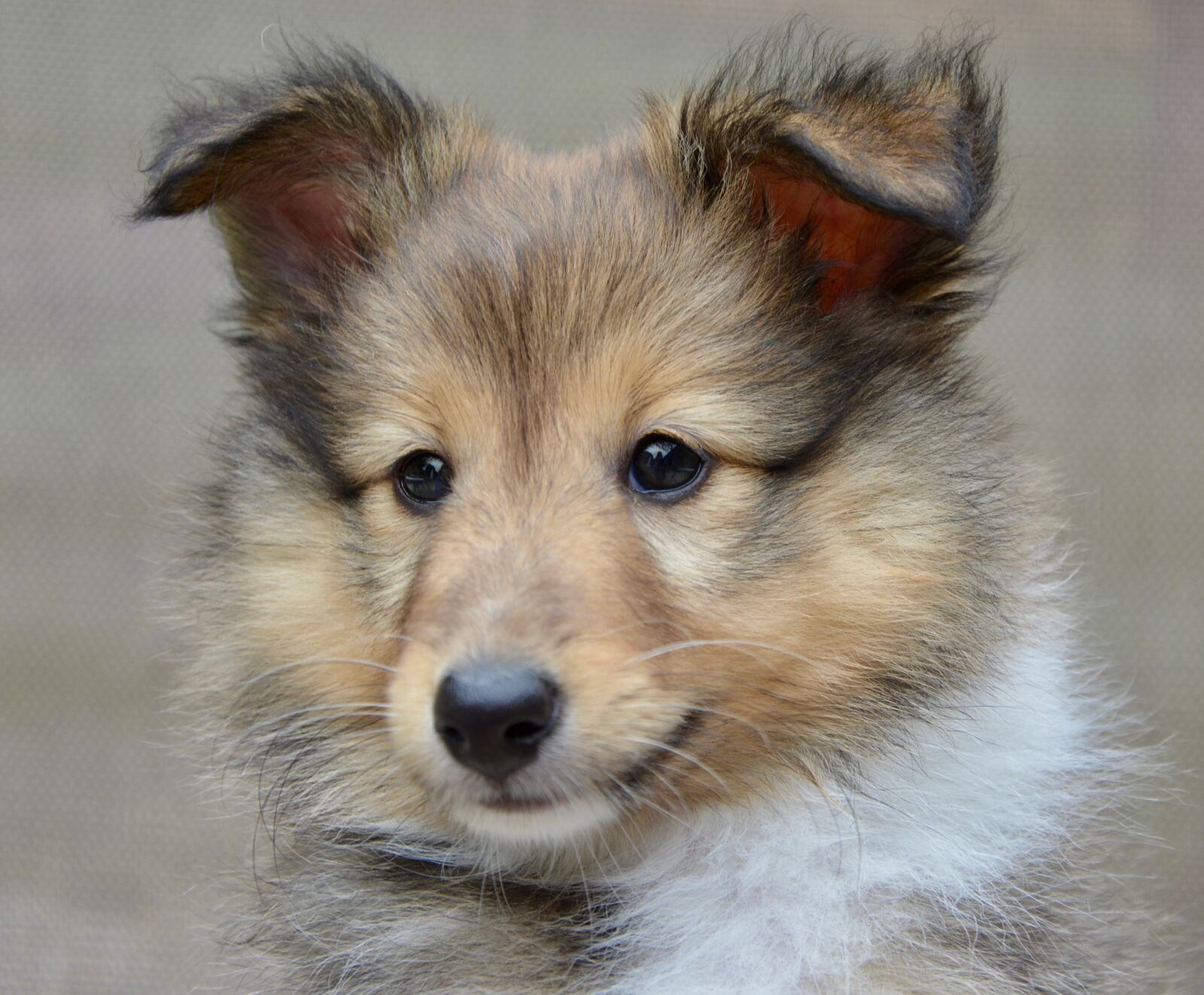 Nikon D5200 sample photo. Dog, dog shetland sheepdog photography