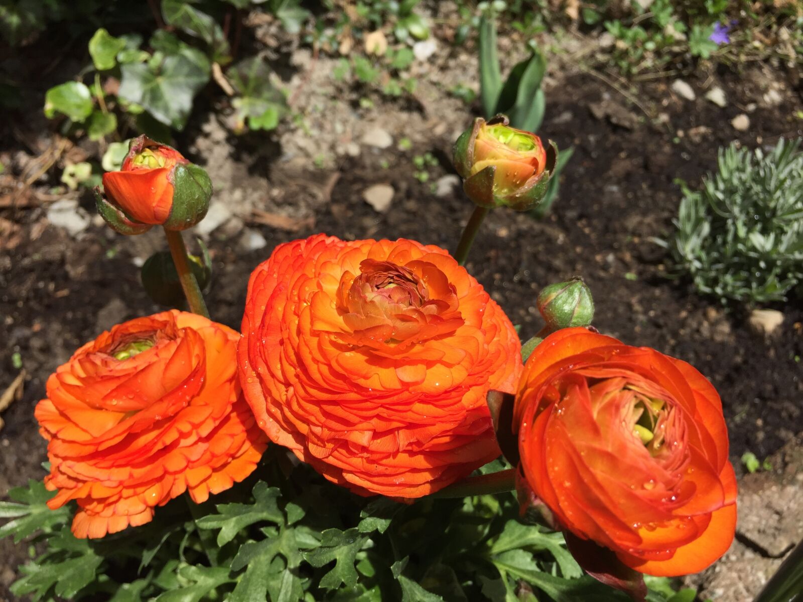 Apple iPhone 6 sample photo. Orange flower, flower, blossom photography