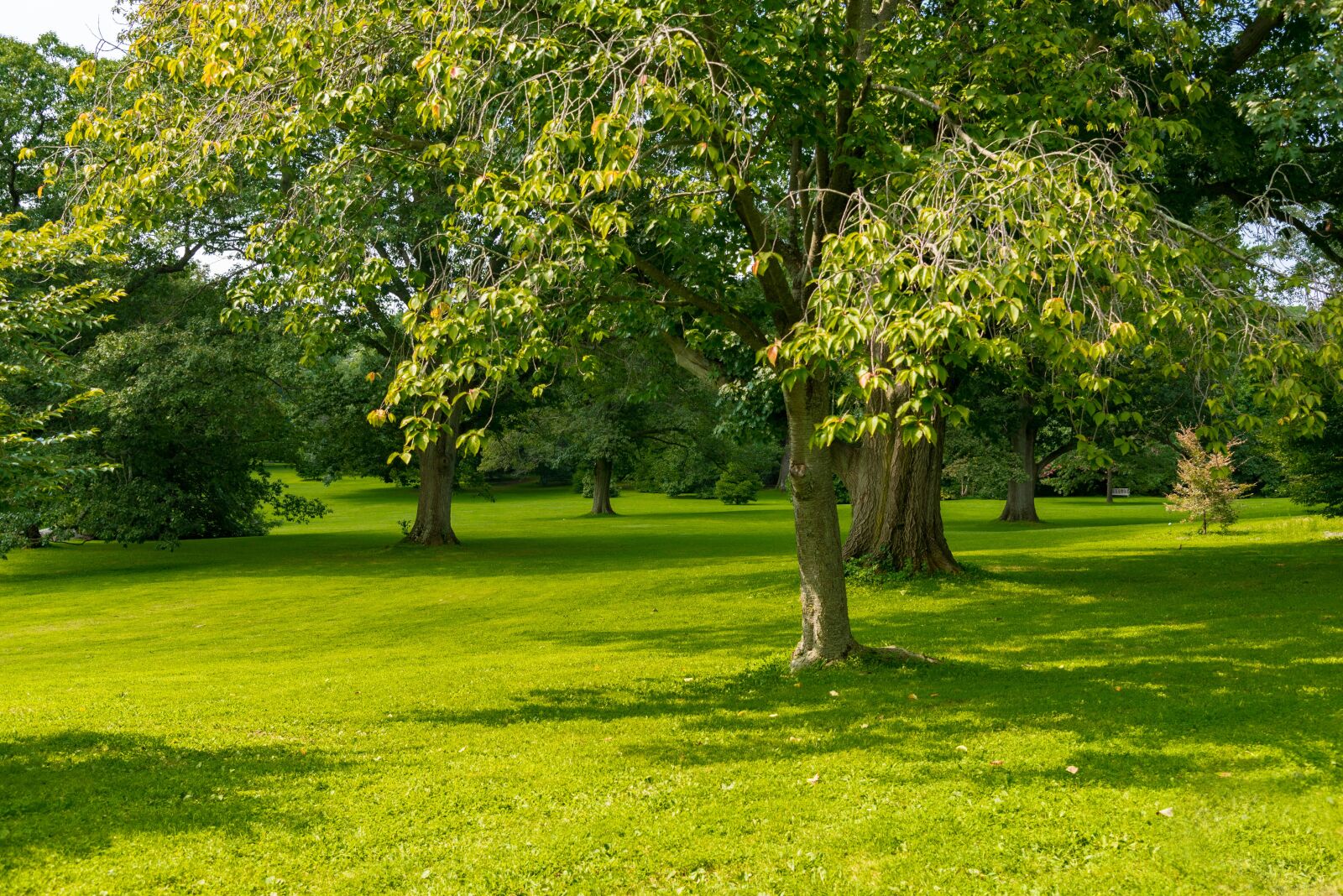 Nikon D750 sample photo. Trees, peaceful, calm photography