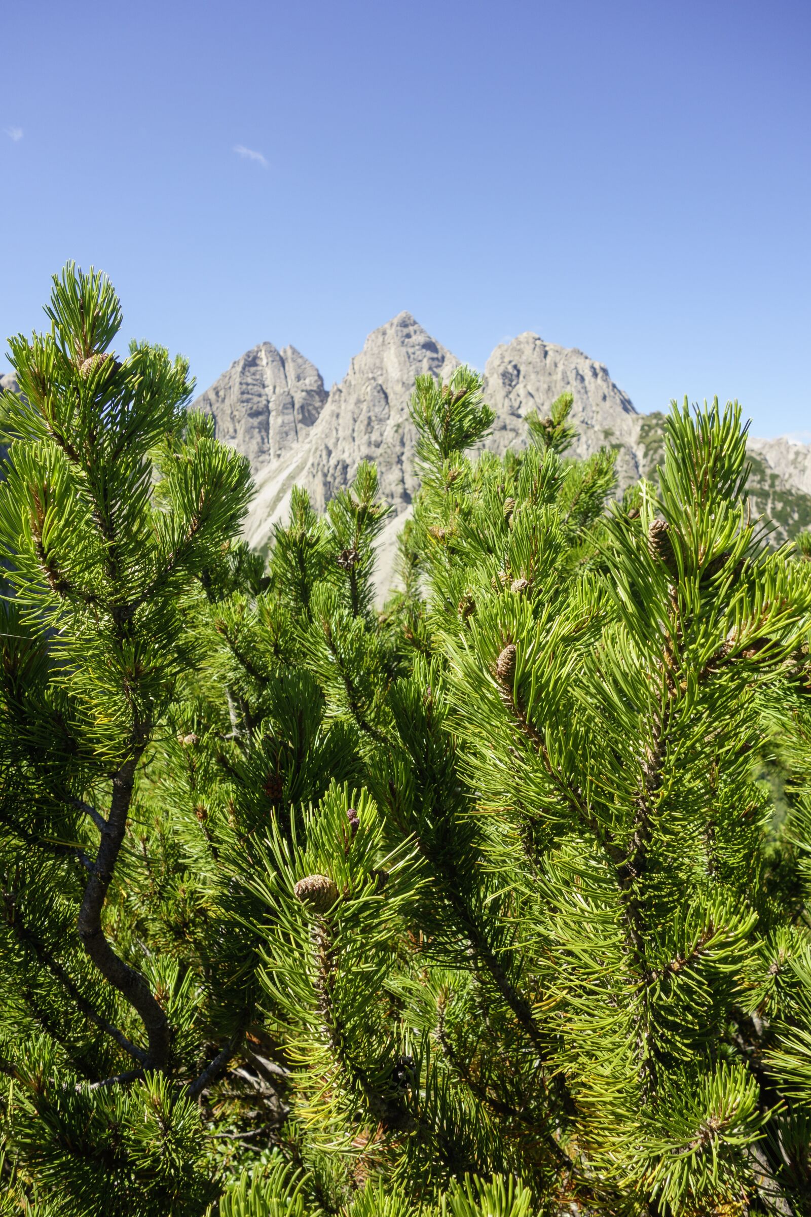 Sony Cyber-shot DSC-RX100 sample photo. Pine, plant, landscape photography