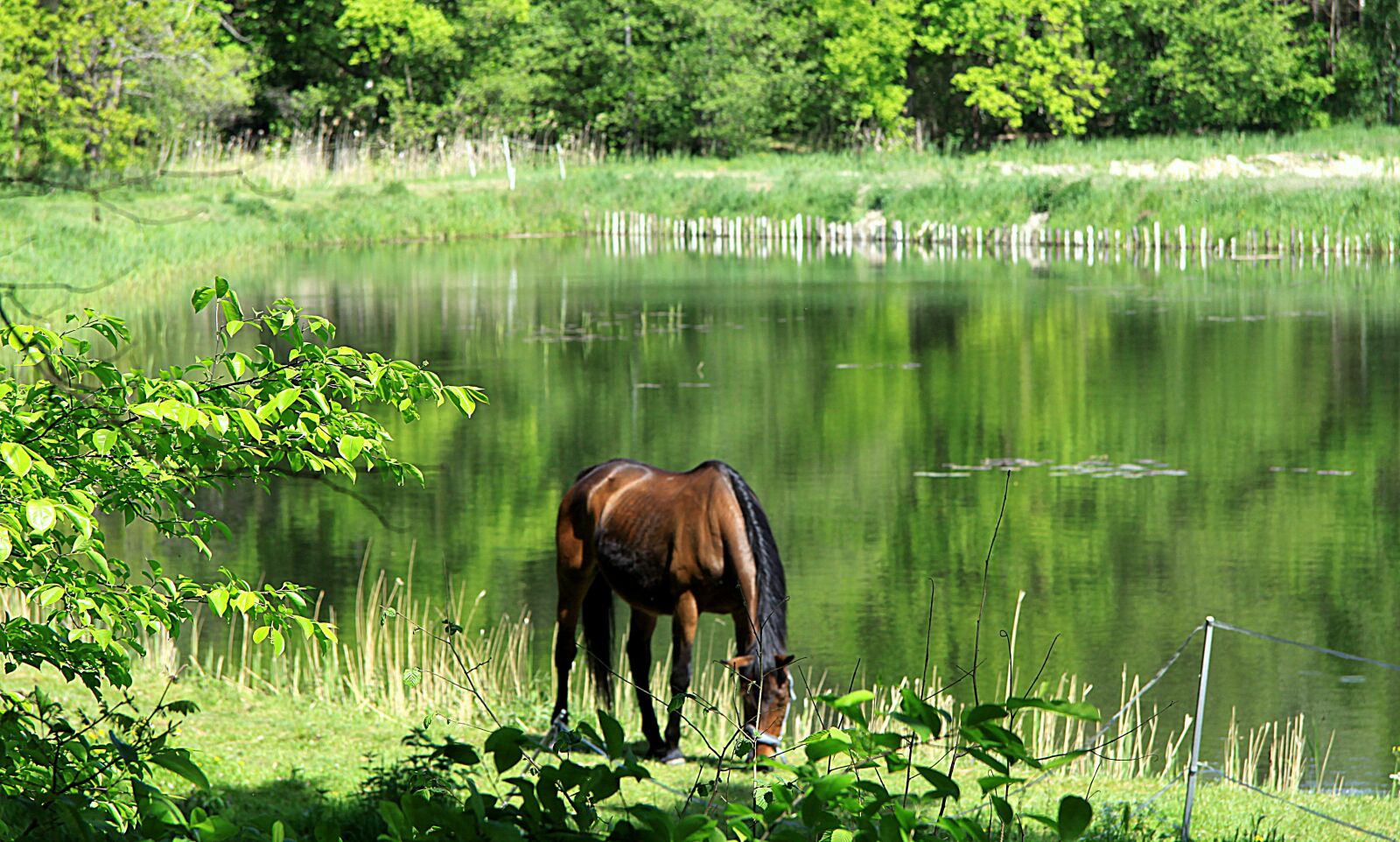 Canon EOS 50D sample photo. Lake, forest, the horse photography