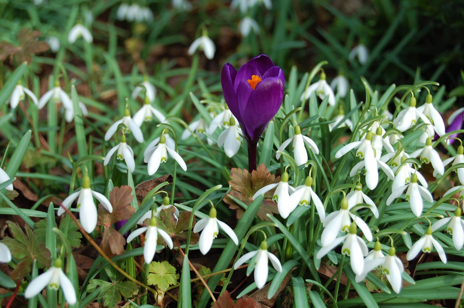 Nikon D40 sample photo. Snowdrops, crocus, spring photography