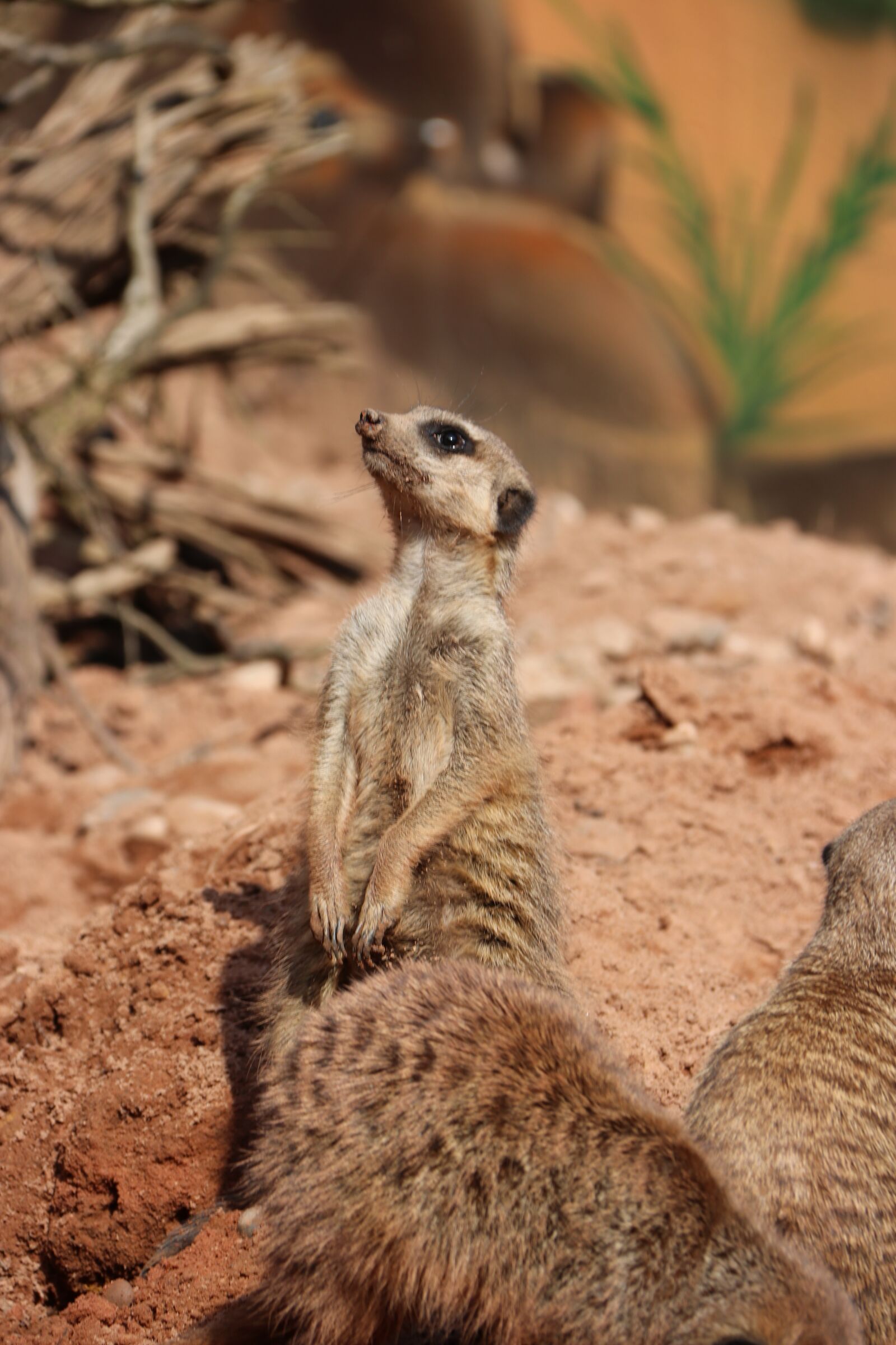 Canon EOS 80D + Canon EF-S 18-200mm F3.5-5.6 IS sample photo. Meerkat, curious, zoo photography