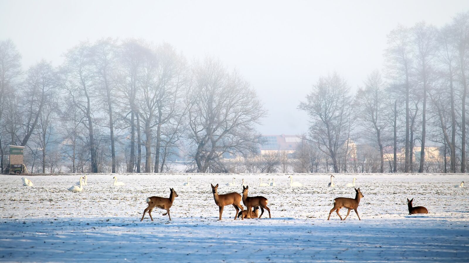 Canon EF-S 55-250mm F4-5.6 IS STM sample photo. Landscape, winter, cold photography