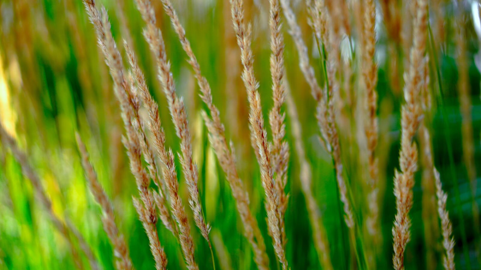 Sony a6400 + E 50mm F1.8 OSS sample photo. Grasses, green, halme photography