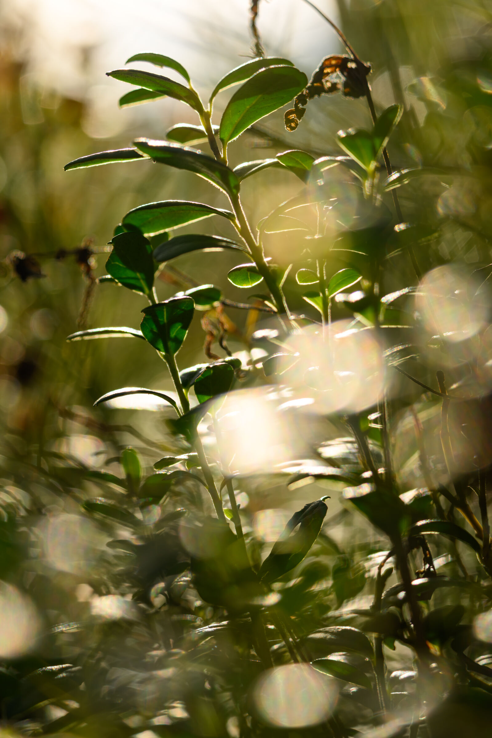 Nikon Z8 sample photo. Bokeh sunshine photography