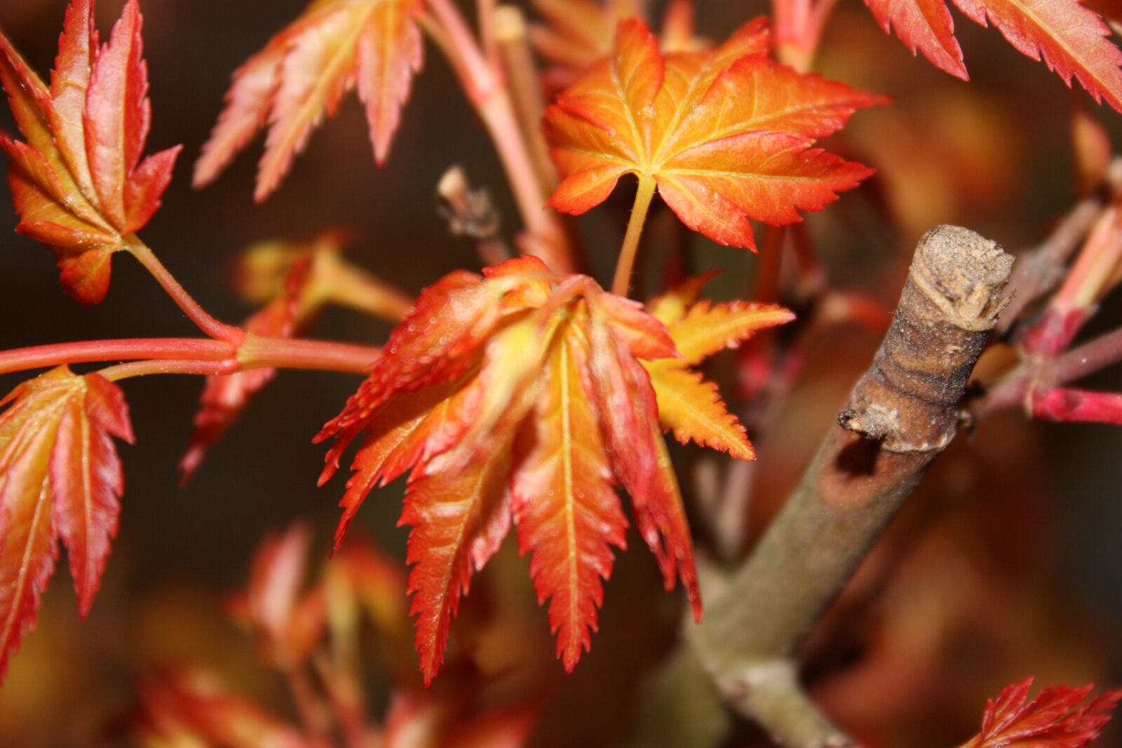 Canon EOS 450D (EOS Rebel XSi / EOS Kiss X2) sample photo. Maple, red, japan photography