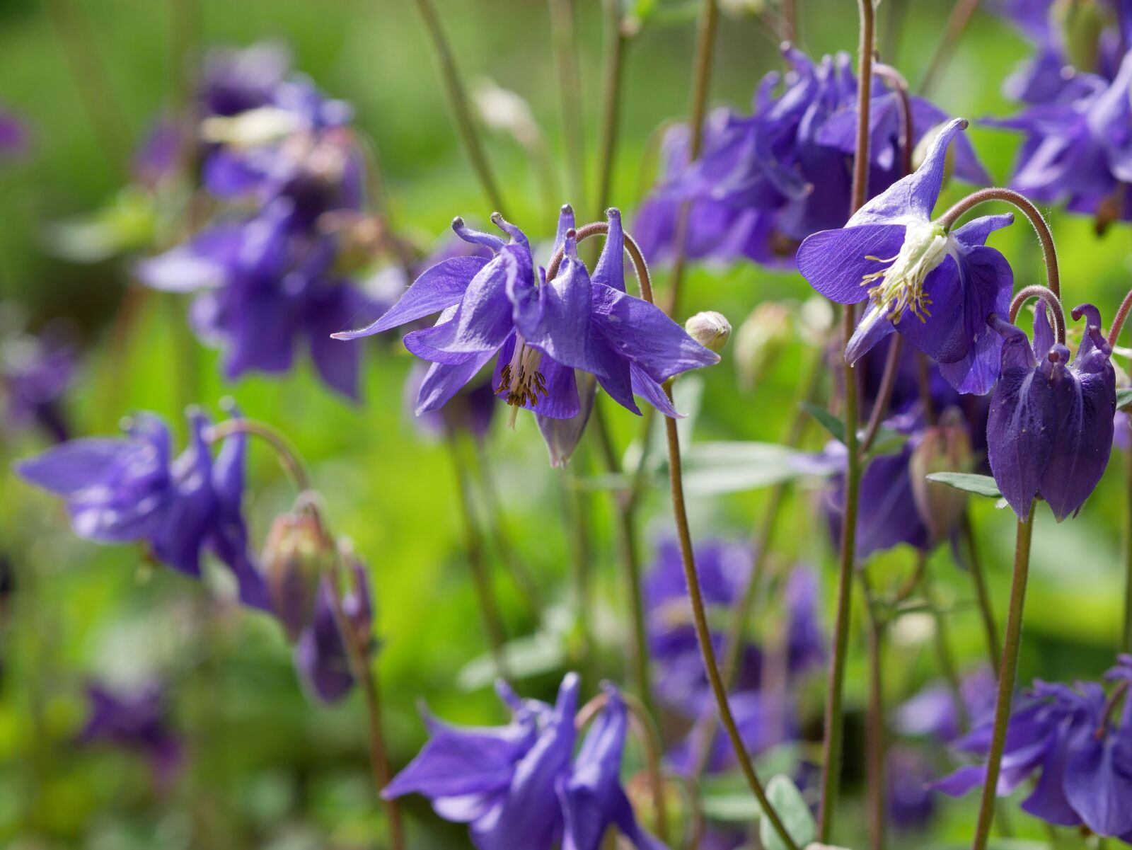 Panasonic Lumix DMC-GX85 (Lumix DMC-GX80 / Lumix DMC-GX7 Mark II) sample photo. Columbine, blue, garden photography