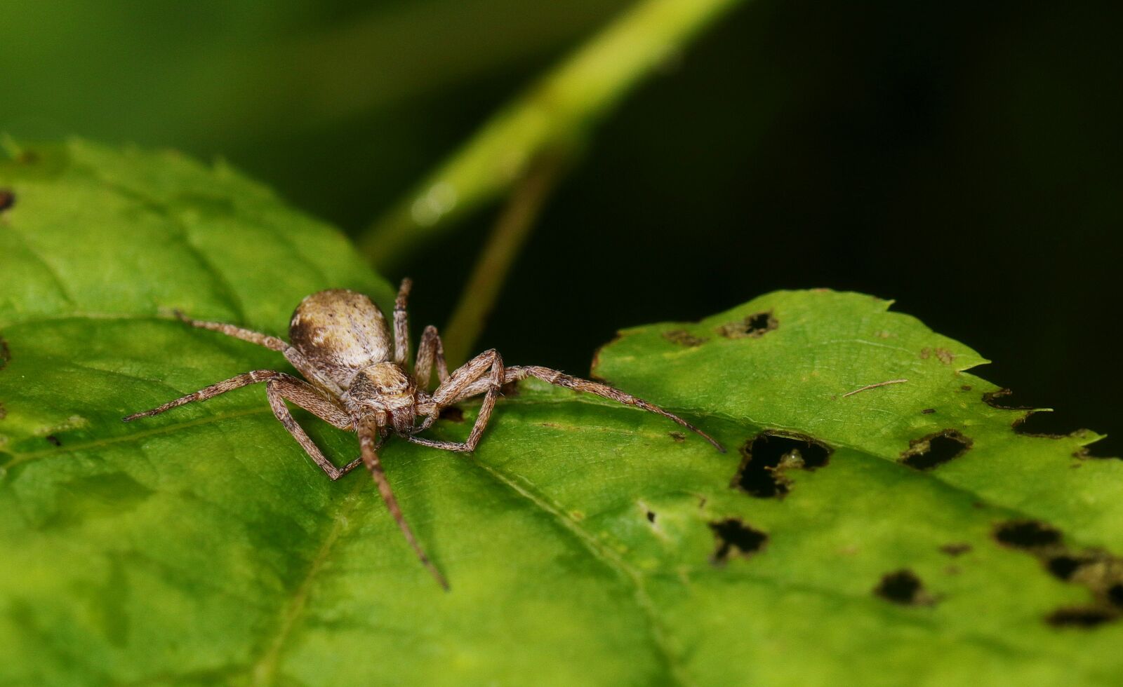 Canon EOS 80D sample photo. Nature, spider, macro photography