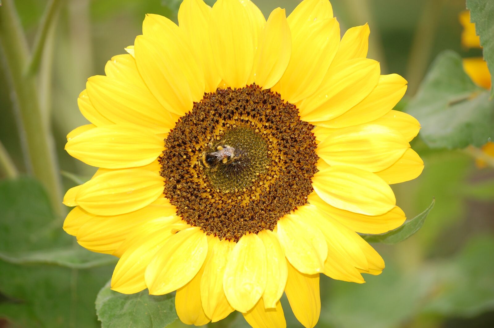 Nikon D40 sample photo. Summer, nature, sunflower photography
