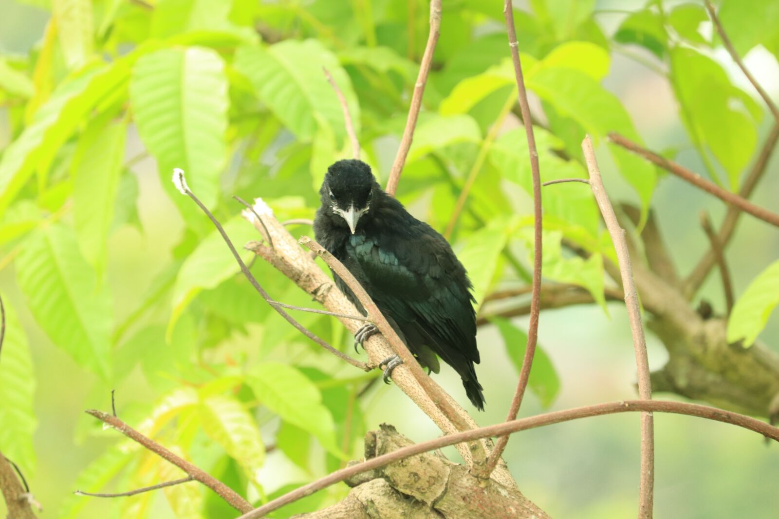 Canon EF-S 55-250mm F4-5.6 IS STM sample photo. Bird, black, god god photography
